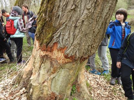 7. april, mednarodni dan bobra in Dan za spremembe 12